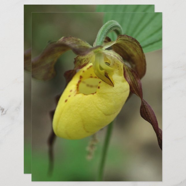 Colour Lady Slipper Orchid Flower Scrapbook Paper (Voorkant / Achterkant)