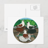 Colour Pigeon Trio Briefkaart (Voorkant / Achterkant)