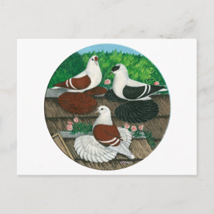 Colour Pigeon Trio Briefkaart