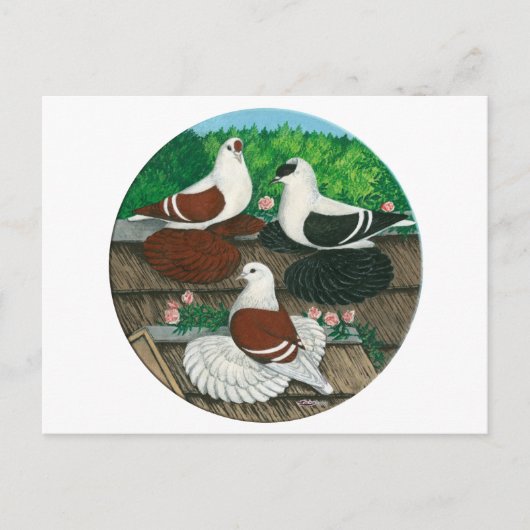 Colour Pigeon Trio Briefkaart (Voorkant)