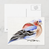 Colourful Chaffinch 2011 Briefkaart (Voorkant / Achterkant)