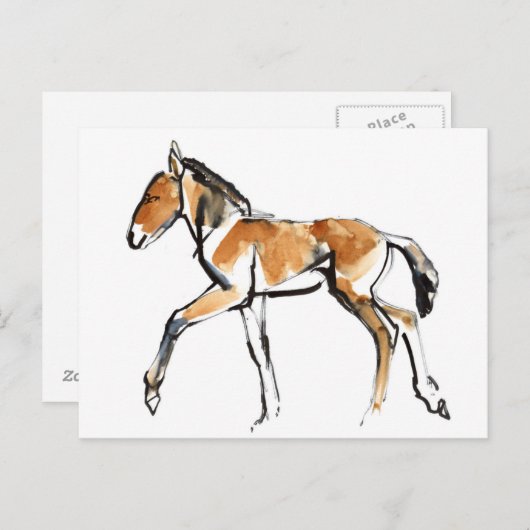 Colt Briefkaart (Voorkant / Achterkant)