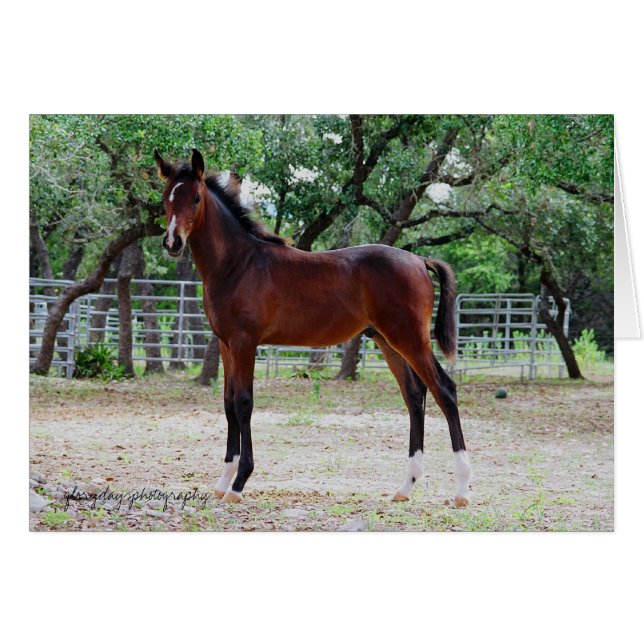 colt, glorydaysphotografie (Voorkant Horizontaal)