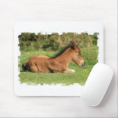Colt Resting in Grass Muismat (Met muis)