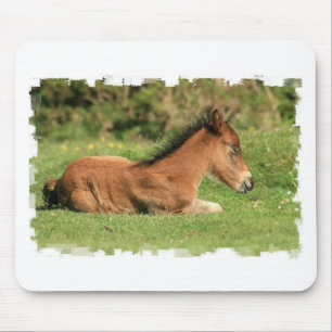 Colt Resting in Grass Muismat