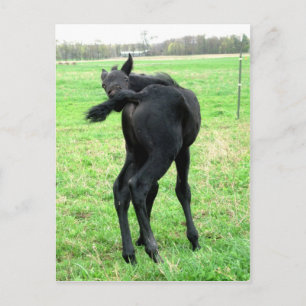 Colt's Itchy Bumm Briefkaart