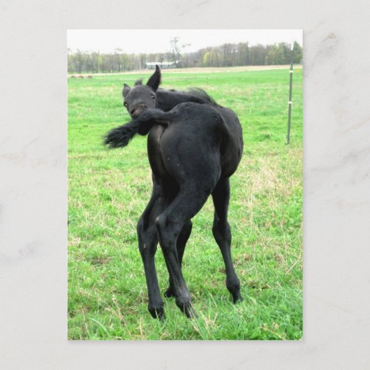 Colt's Itchy Bumm Briefkaart (Voorkant)