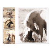 Colts zullen Colts zijn - Mustang Collage Foto Afdruk (Voorkant)