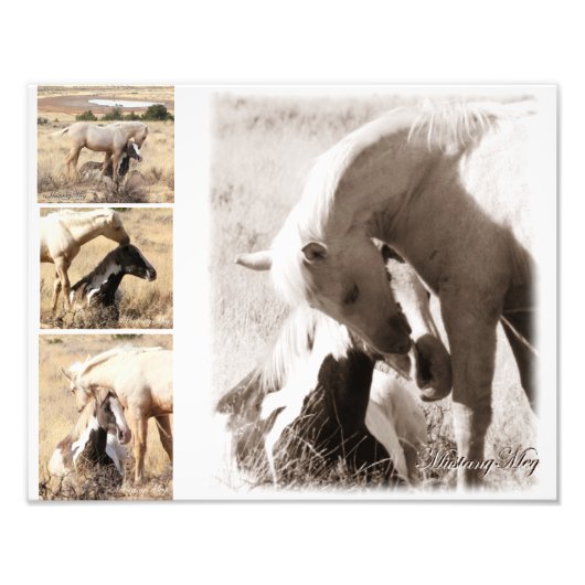 Colts zullen Colts zijn - Mustang Collage Foto Afdruk (Voorkant)