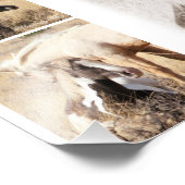 Colts zullen Colts zijn - Mustang Collage Foto Afdruk (Hoek)