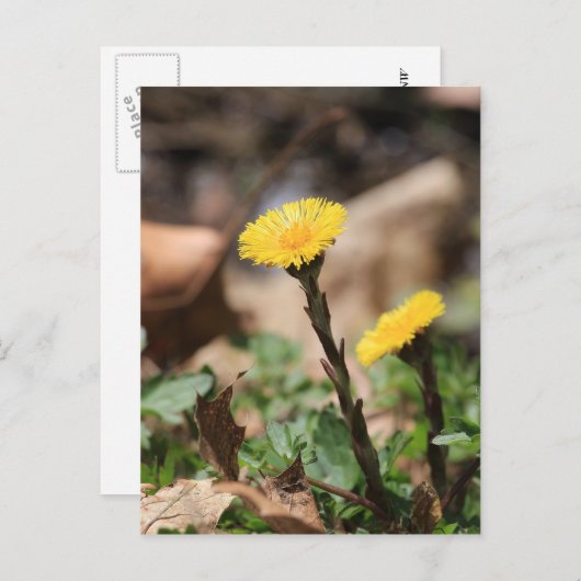 Coltsfoot Briefkaart (Voorkant / Achterkant)