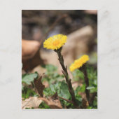 Coltsfoot Briefkaart (Voorkant)