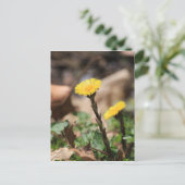 Coltsfoot Briefkaart (Staand voorkant)