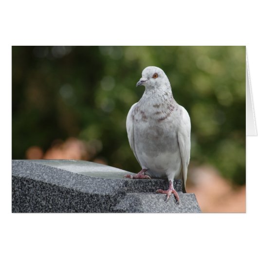 Columba livia domestica (Voorkant Horizontaal)