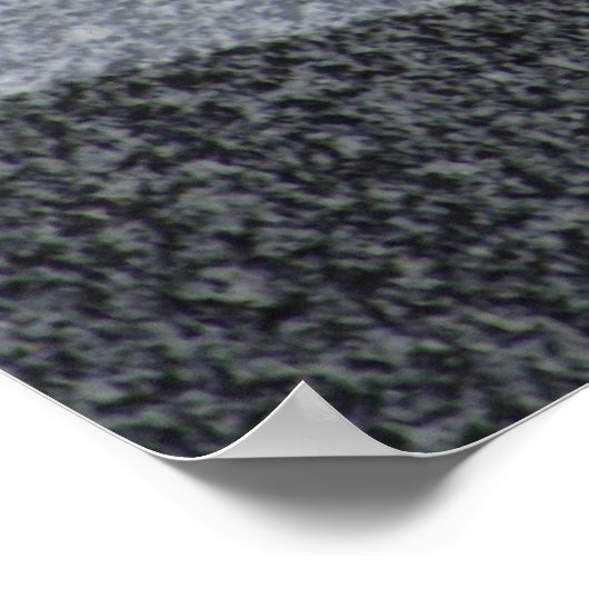 Columba livia domestica poster (Hoek)