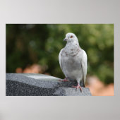 Columba livia domestica poster (Voorkant)