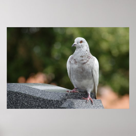 Columba livia domestica poster (Voorkant)