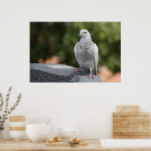 Columba livia domestica poster (Keuken)