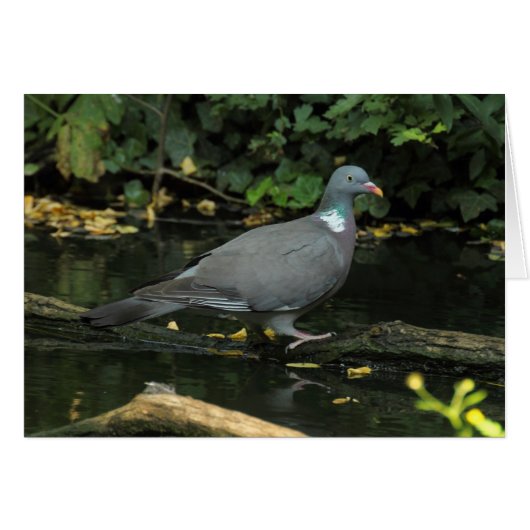 Columba palumbus (Voorkant Horizontaal)