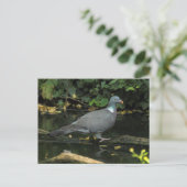 Columba palumbus briefkaart (Staand voorkant)