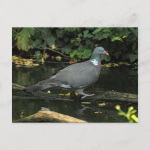 Columba palumbus briefkaart