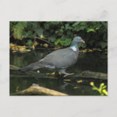 Columba palumbus briefkaart (Voorkant)