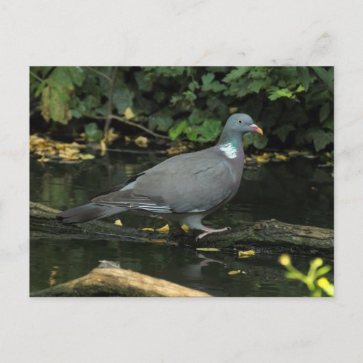 Columba palumbus briefkaart (Voorkant)