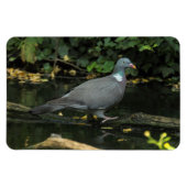 Columba palumbus magneet (Horizontaal)