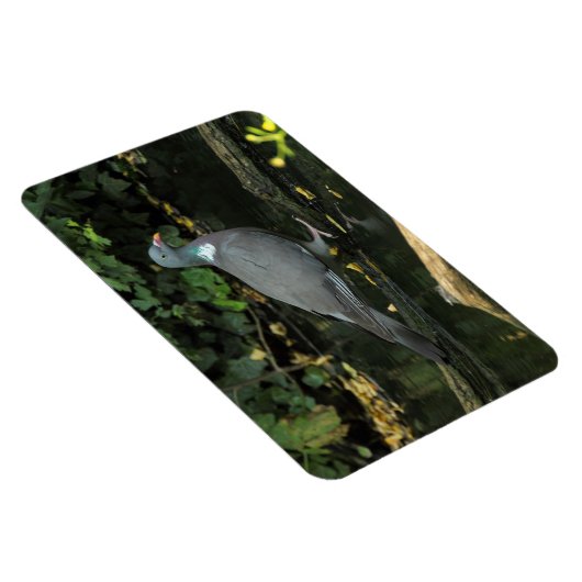 Columba palumbus magneet (Rechterzijde)