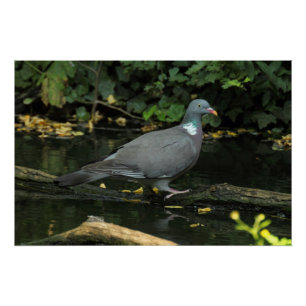 Columba palumbus perfect poster