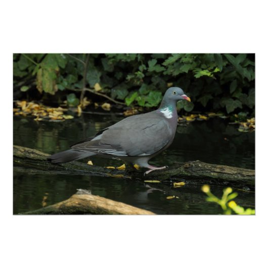Columba palumbus perfect poster (Voorkant)