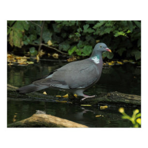 Columba palumbus poster