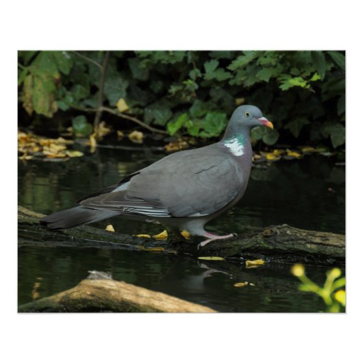Columba palumbus poster (Voorkant)