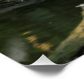 Columba palumbus poster (Hoek)