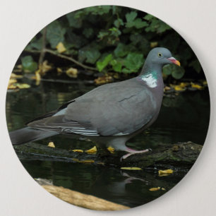 Columba palumbus ronde button 6,0 cm