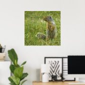 Columbia Ground Squirrel Poster (Thuiskantoor)