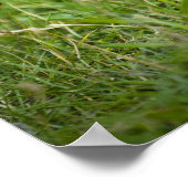 Columbia Ground Squirrel Poster (Hoek)