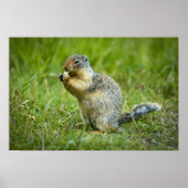 Columbia Ground Squirrel Poster (Voorkant)