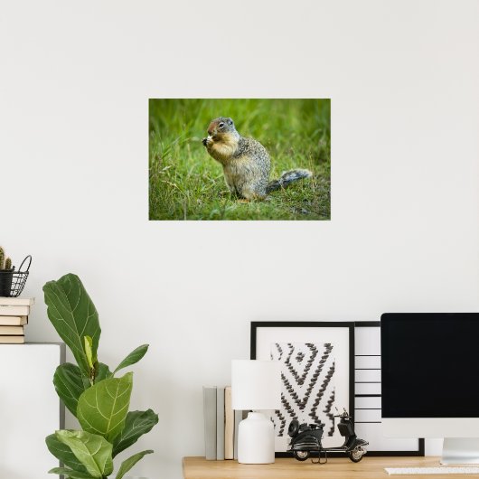 Columbia Ground Squirrel Poster (Thuiskantoor)