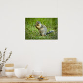 Columbia Ground Squirrel Poster (Keuken)