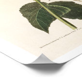 Columbia Humming Bird by Audubon Poster (Hoek)