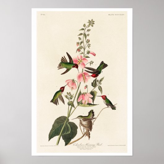 Columbia Humming Bird by Audubon Poster (Voorkant)