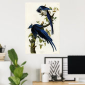 Columbia Jay Birds of America van James Audubon Poster (Thuiskantoor)