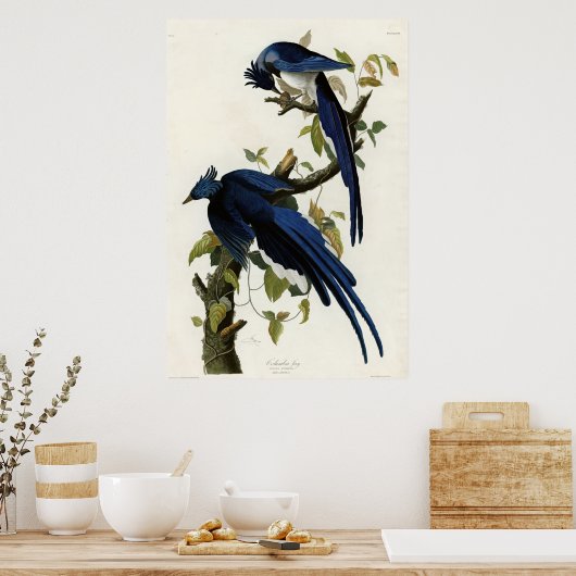 Columbia Jay Birds of America van James Audubon Poster (Keuken)