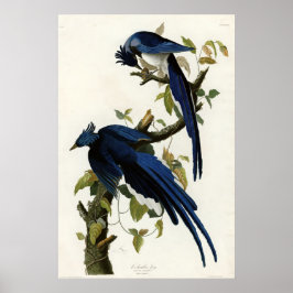 Columbia Jay Birds of America van James Audubon Poster
