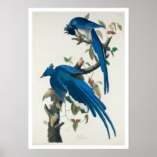 Columbia Jay door Audubon Poster (Voorkant)