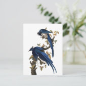 Columbia Jay | John James Audubon Briefkaart (Staand voorkant)