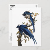 Columbia Jay | John James Audubon Briefkaart (Voorkant / Achterkant)