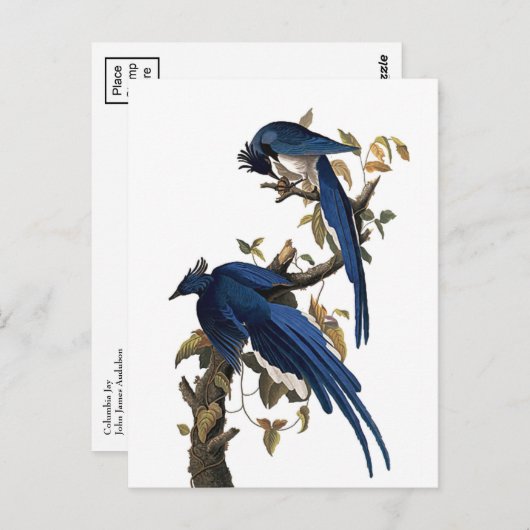 Columbia Jay | John James Audubon Briefkaart (Voorkant / Achterkant)