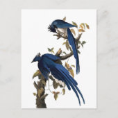 Columbia Jay | John James Audubon Briefkaart (Voorkant)